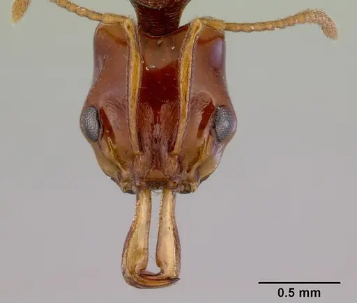 Anochetus rectangularis specimen CASENT0172379 image casent0172379_2