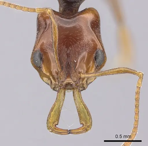 Anochetus rectangularis specimen CASENT0260505 image casent0260505_2