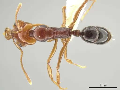 Anochetus rectangularis specimen JTLC000008642 image jtlc000008642_1