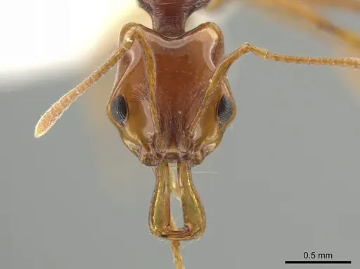 Anochetus rectangularis specimen JTLC000008642 image jtlc000008642_2
