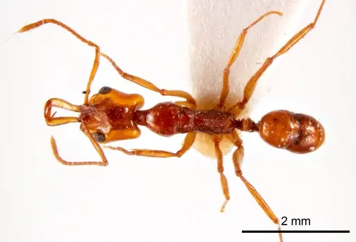 Anochetus renatae specimen ANTWEB1008610 image antweb1008610_1