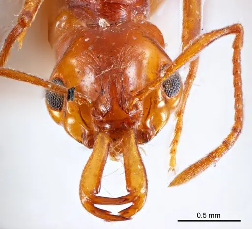 Anochetus renatae specimen ANTWEB1008610 image antweb1008610_2