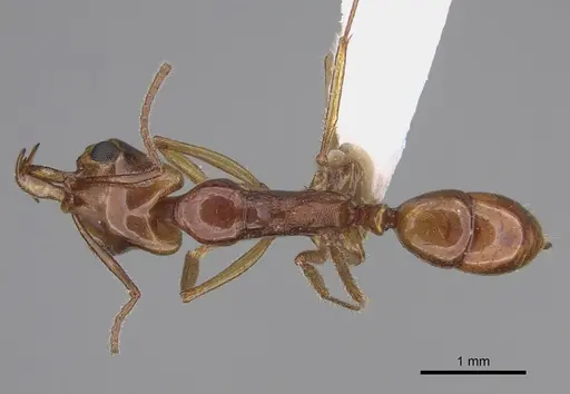 Anochetus renatae specimen CASENT0887807 image casent0887807_1