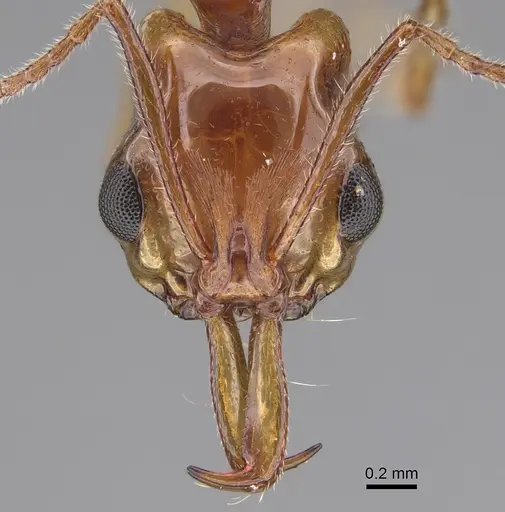 Anochetus renatae specimen CASENT0887807 image casent0887807_2