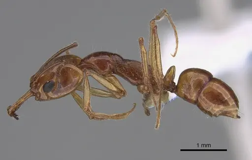 Anochetus renatae specimen CASENT0887807 image casent0887807_3