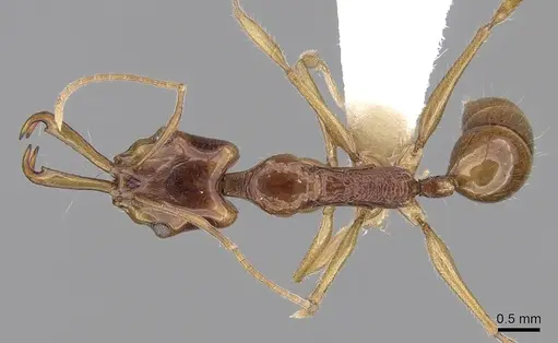 Anochetus risii specimen CASENT0281886 image casent0281886_1