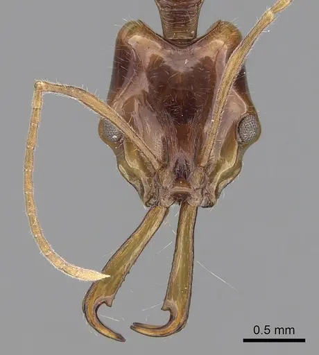 Anochetus risii specimen CASENT0281886 image casent0281886_2