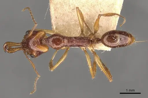 Anochetus risii specimen CASENT0907411 image casent0907411_1