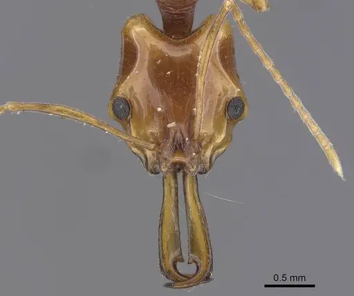 Anochetus risii specimen CASENT0915167 image casent0915167_2