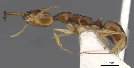 Anochetus risii specimen CASENT0915167 image casent0915167_3
