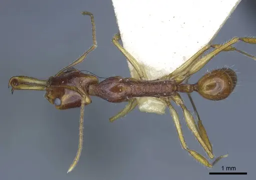 Anochetus risii specimen CASENT0916847 image casent0916847_1