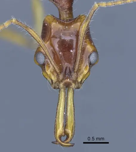 Anochetus risii specimen CASENT0916847 image casent0916847_2