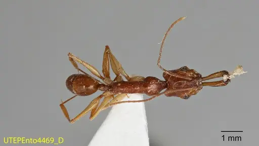 Anochetus risii specimen UTEPENTO4469 image utepento4469_1