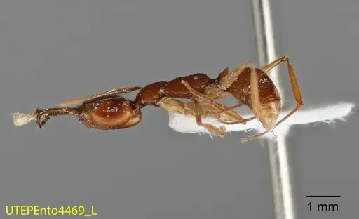 Anochetus risii specimen UTEPENTO4469 image utepento4469_2