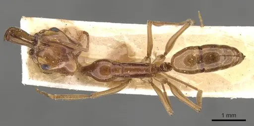 Anochetus rothschildi specimen CASENT0907412 image casent0907412_1