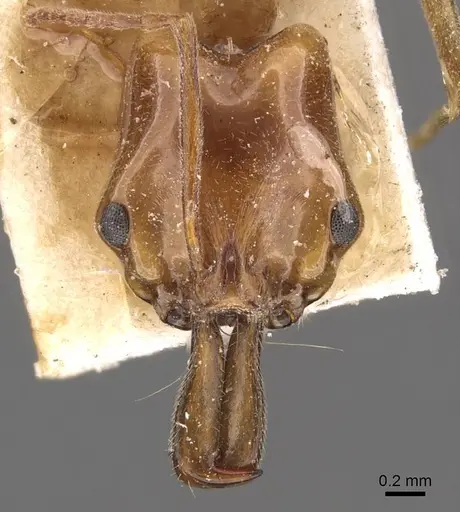 Anochetus rothschildi specimen CASENT0907412 image casent0907412_2