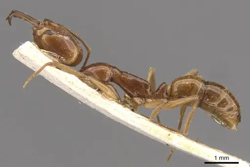 Anochetus rothschildi specimen CASENT0907412 image casent0907412_3