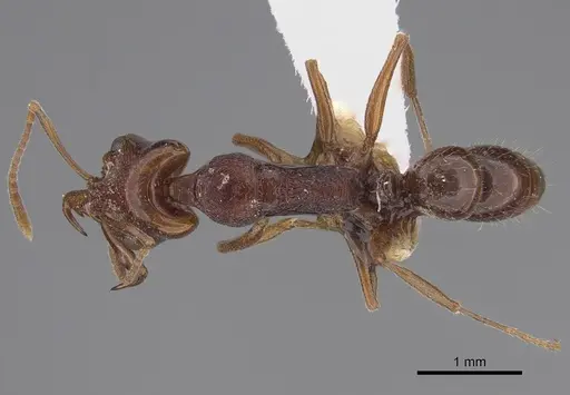 Anochetus rufostenus specimen CASENT0887809 image casent0887809_1