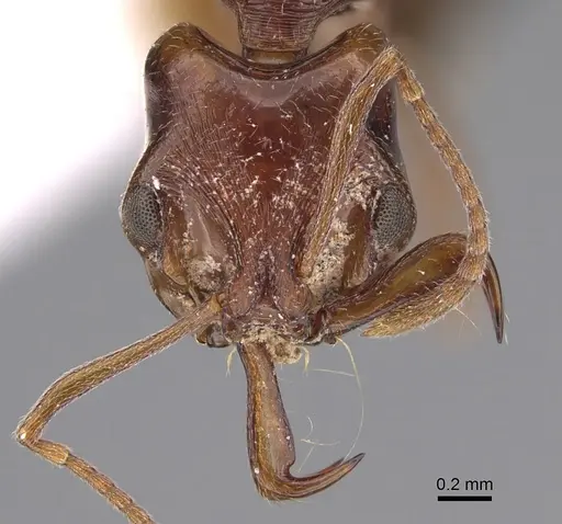 Anochetus rufostenus specimen CASENT0887809 image casent0887809_2