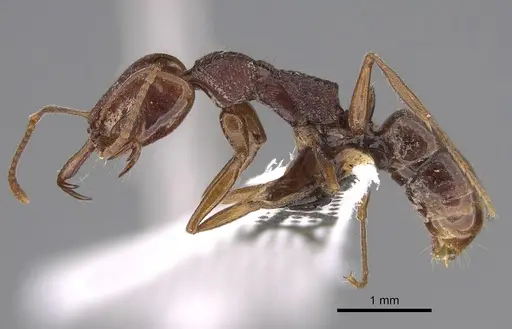 Anochetus rufostenus specimen CASENT0887809 image casent0887809_3