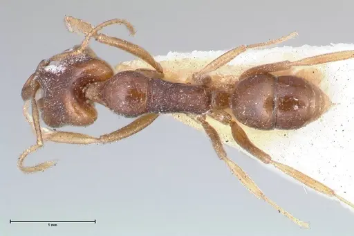 Anochetus ruginotus specimen FOCOL1043 image focol1043_1