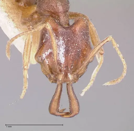 Anochetus ruginotus specimen FOCOL1043 image focol1043_2