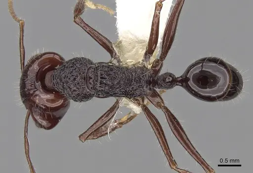 Anochetus rugosus specimen CASENT0281877 image casent0281877_1