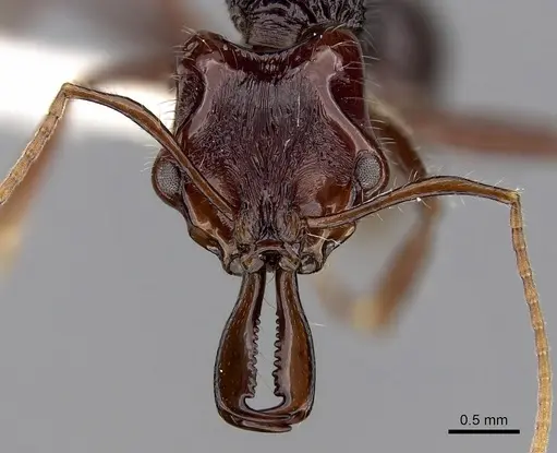 Anochetus rugosus specimen CASENT0281877 image casent0281877_2