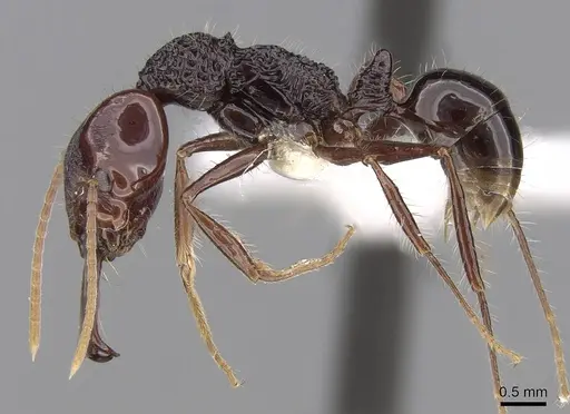 Anochetus rugosus specimen CASENT0281877 image casent0281877_3