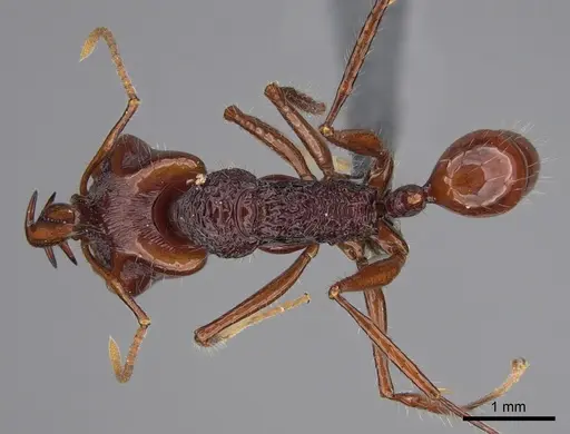 Anochetus rugosus specimen CASENT0387827 image casent0387827_1
