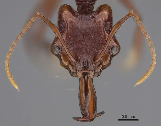 Anochetus rugosus specimen CASENT0387827 image casent0387827_2