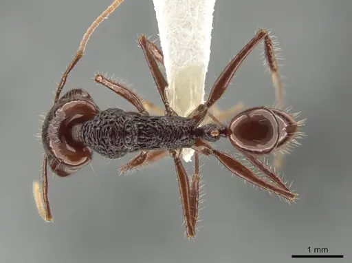 Anochetus rugosus specimen CASENT0635363 image casent0635363_1