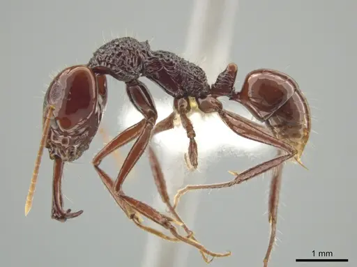 Anochetus rugosus specimen CASENT0635363 image casent0635363_3