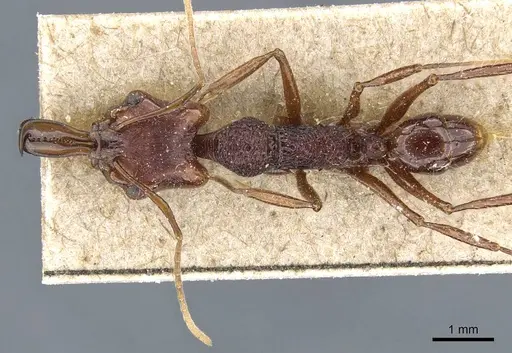 Anochetus rugosus specimen CASENT0905743 image casent0905743_1