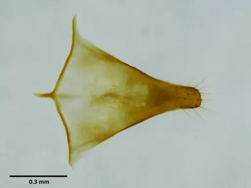 Anochetus rugosus specimen SEMUT20160627A image semut20160627a_1
