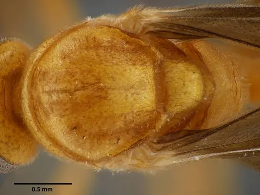 Anochetus rugosus specimen SEMUT20160711B image semut20160711b_1