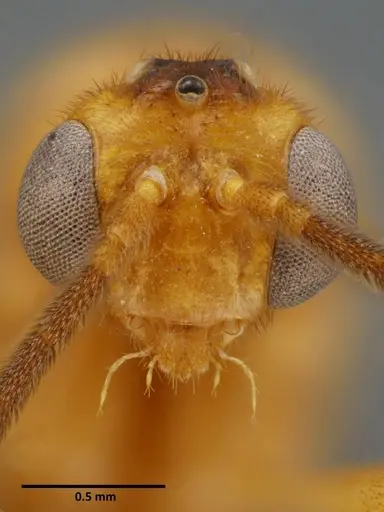 Anochetus rugosus specimen SEMUT20160711B image semut20160711b_2