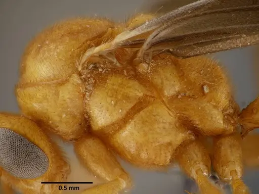 Anochetus rugosus specimen SEMUT20160711B image semut20160711b_3