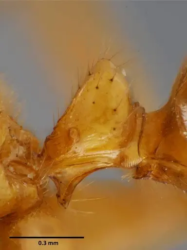 Anochetus rugosus specimen SEMUT20160711B image semut20160711b_4