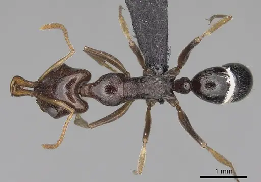 Anochetus sedilloti specimen CASENT0061604 image casent0061604_1
