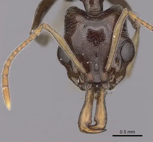 Anochetus sedilloti specimen CASENT0061604 image casent0061604_2