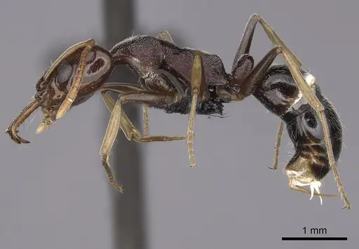 Anochetus sedilloti specimen CASENT0061604 image casent0061604_3