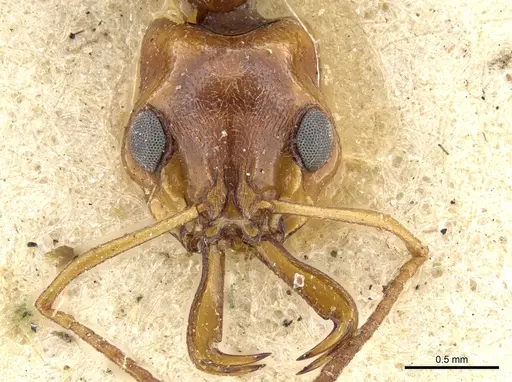 Anochetus sedilloti specimen CASENT0903976 image casent0903976_2