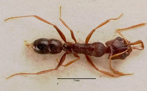 Anochetus sedilloti specimen SAM-HYM-C002796 image sam-hym-c002796_1