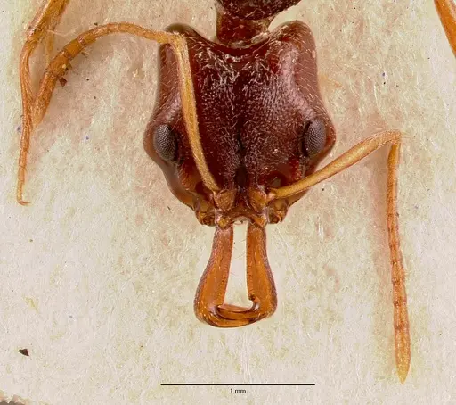 Anochetus sedilloti specimen SAM-HYM-C002796 image sam-hym-c002796_2