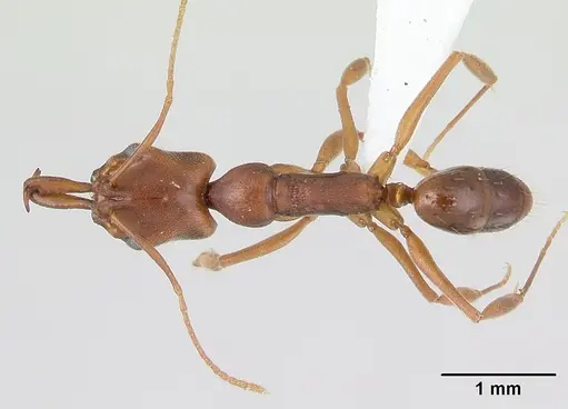 Anochetus simoni specimen CASENT0178672 image casent0178672_1