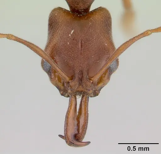 Anochetus simoni specimen CASENT0178672 image casent0178672_2