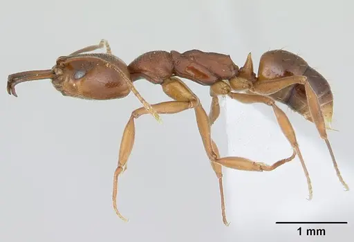 Anochetus simoni specimen CASENT0178672 image casent0178672_3