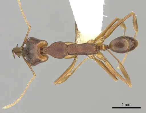 Anochetus simoni specimen CASENT0260506 image casent0260506_1