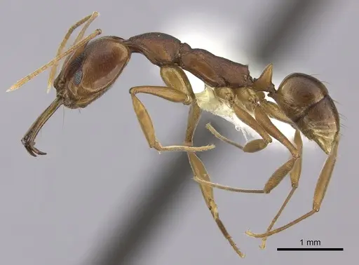 Anochetus simoni specimen CASENT0260506 image casent0260506_3